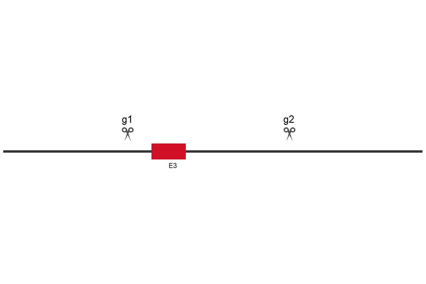 PLA2G4A Knockout cell line (HCT 116) Target region