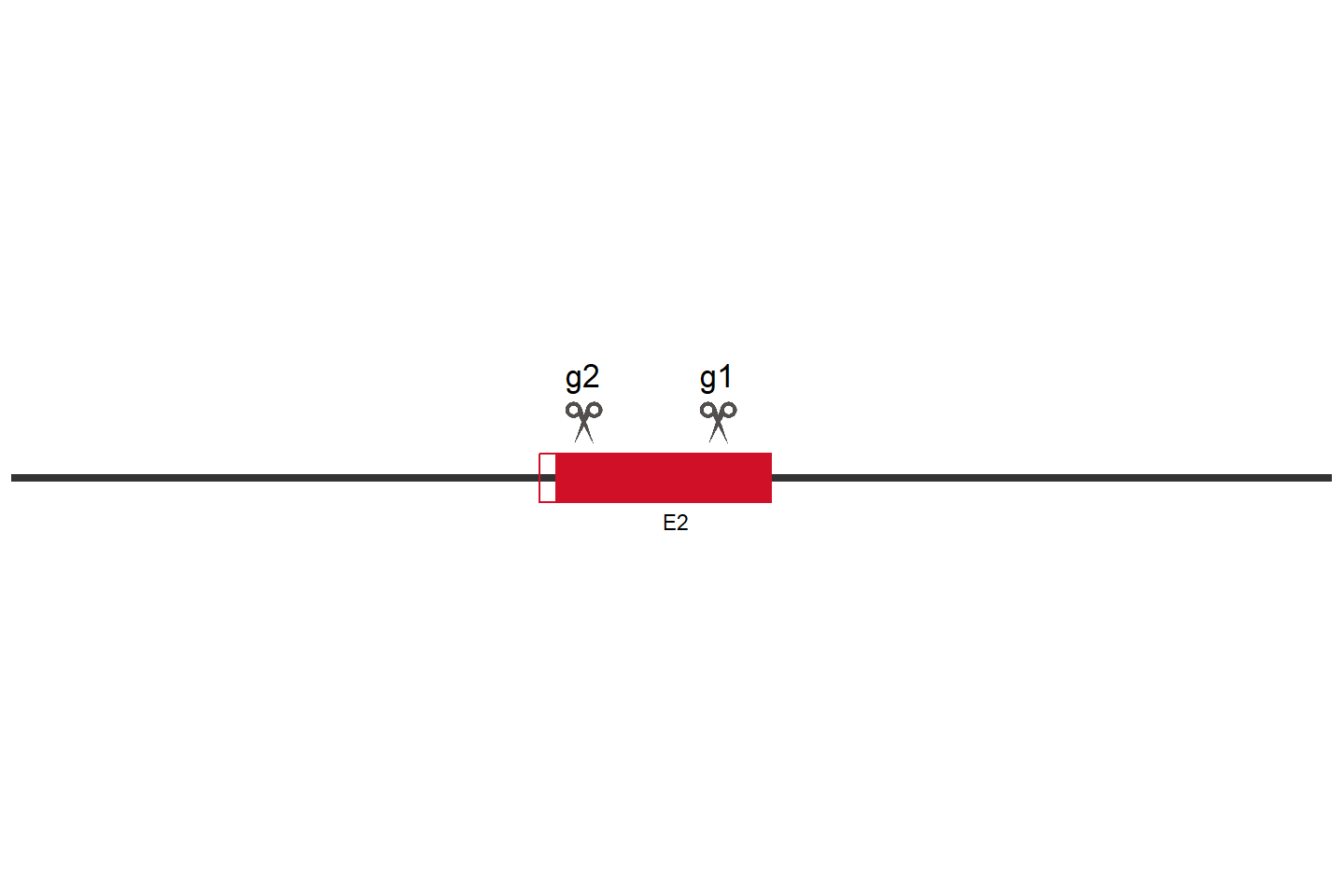 CREB1 Knockout cell line (HCT 116) Target region