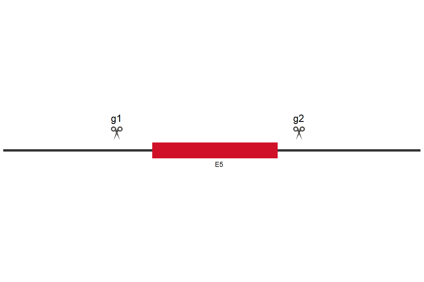 HSP90B1 Knockout cell line (HCT 116) Target region