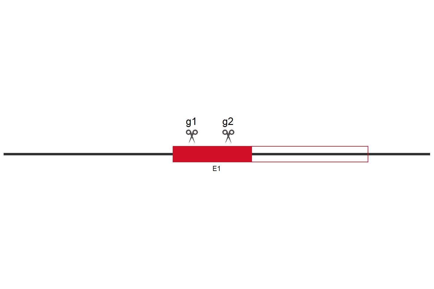 PRKAA1 Knockout cell line (HCT 116) Target region