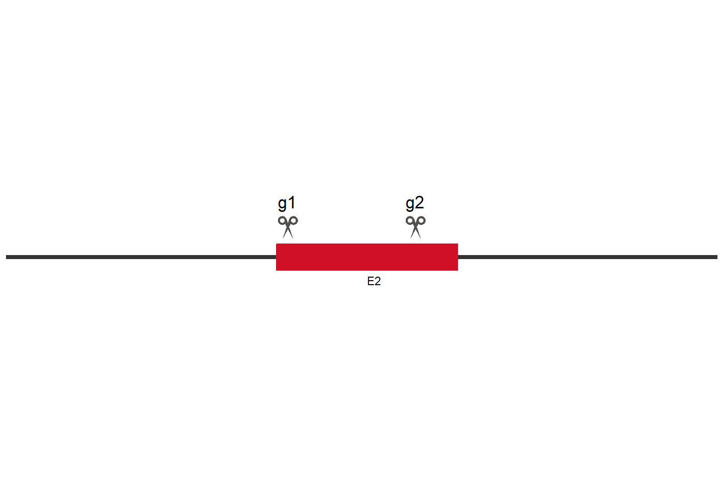 GSK3B Knockout cell line (HCT 116) Target region