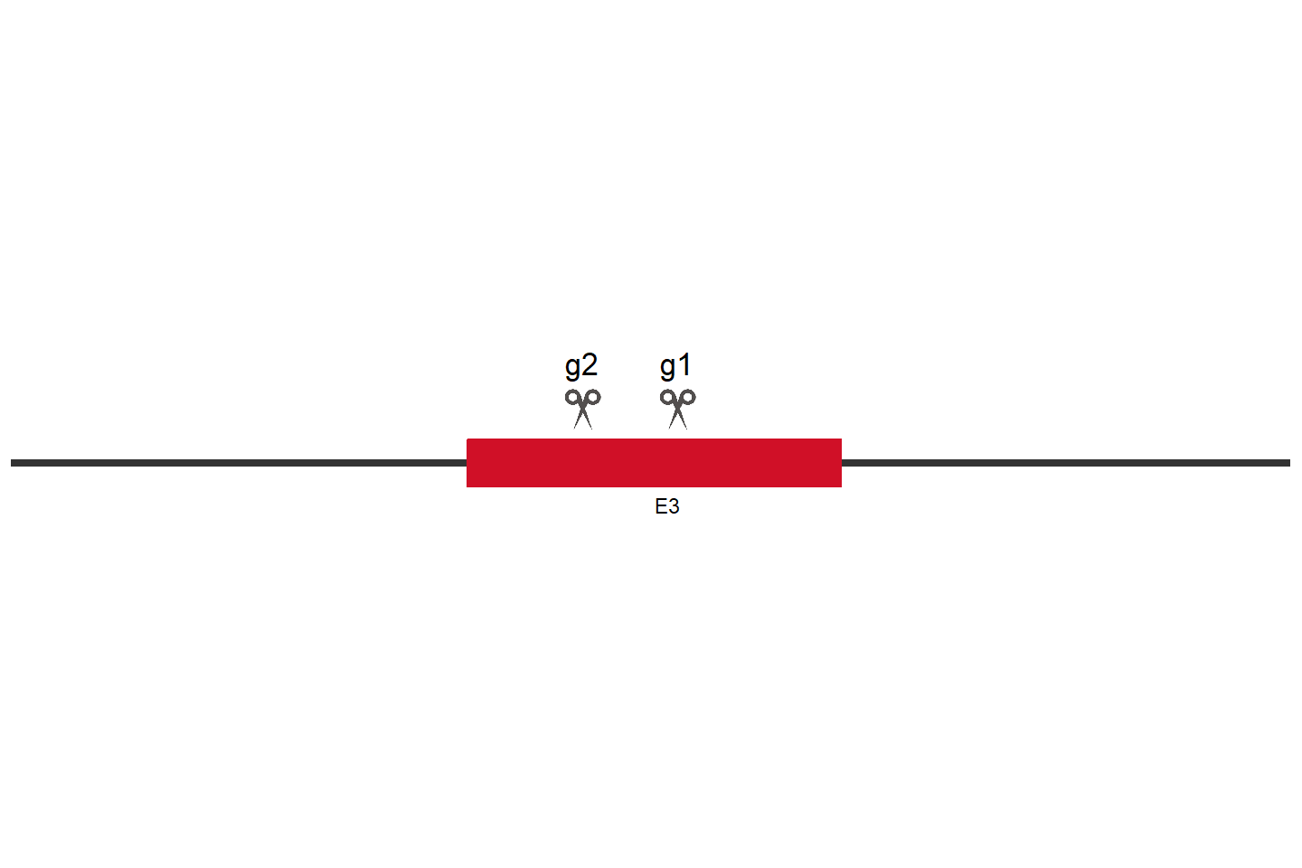 VEGFB Knockout cell line (HCT 116) Target region