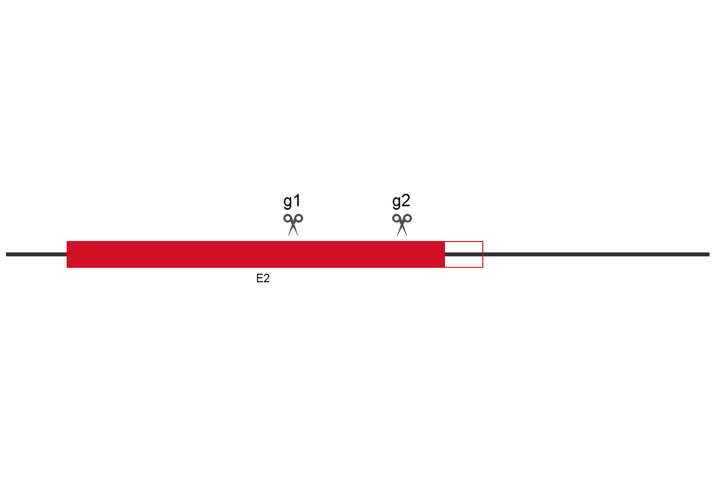 MZF1 Knockout cell line (HCT 116) Target region