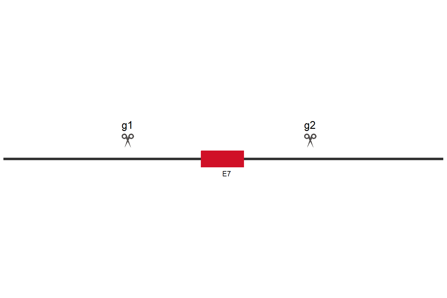 SUPT20H Knockout cell line (HCT 116) Target region