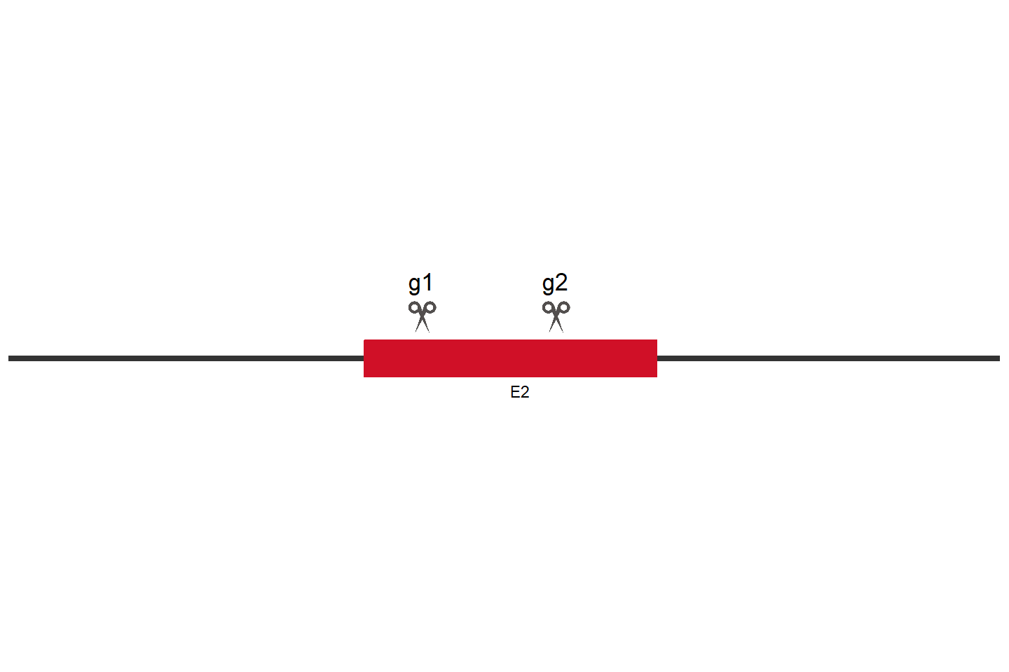 ARID1A Knockout cell line (HCT 116) Target region