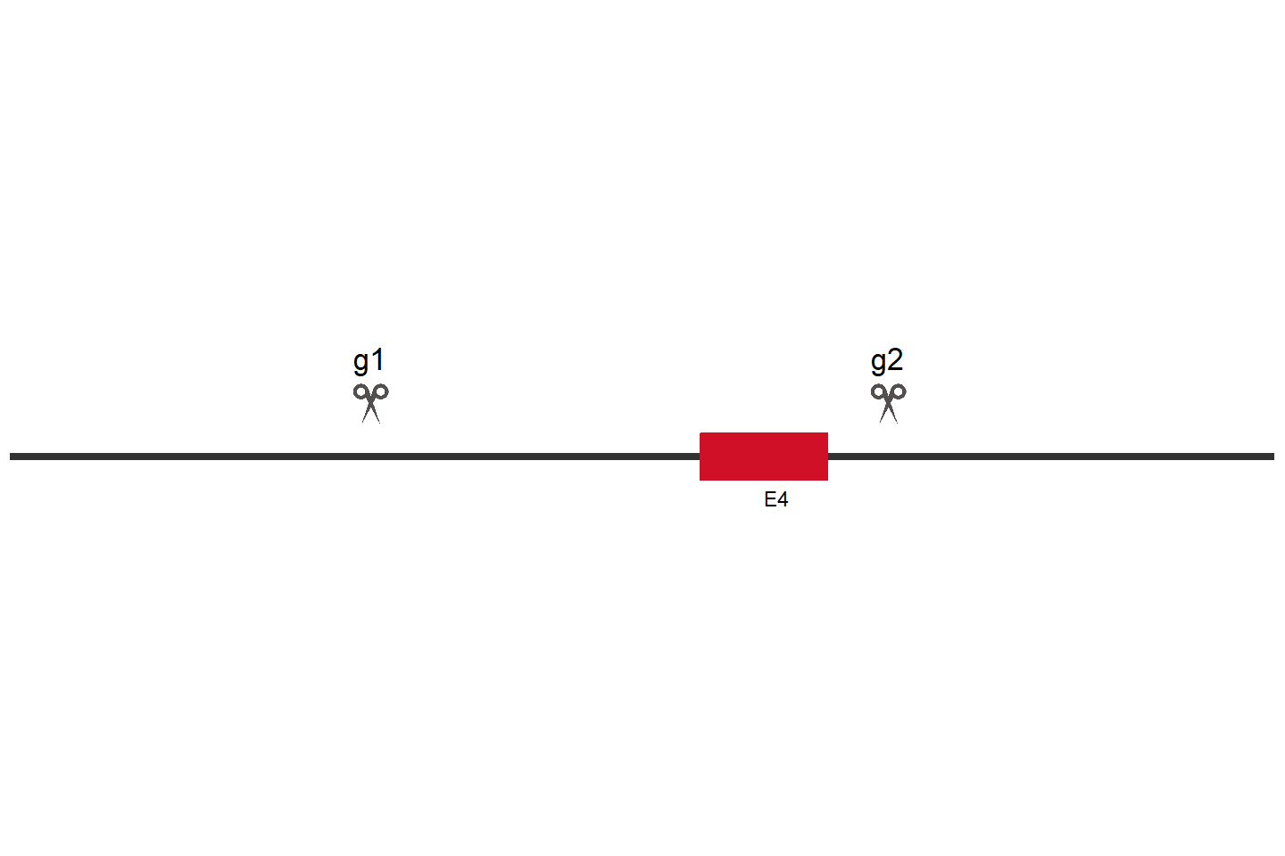 TFDP1 Knockout cell line (HeLa) Target region