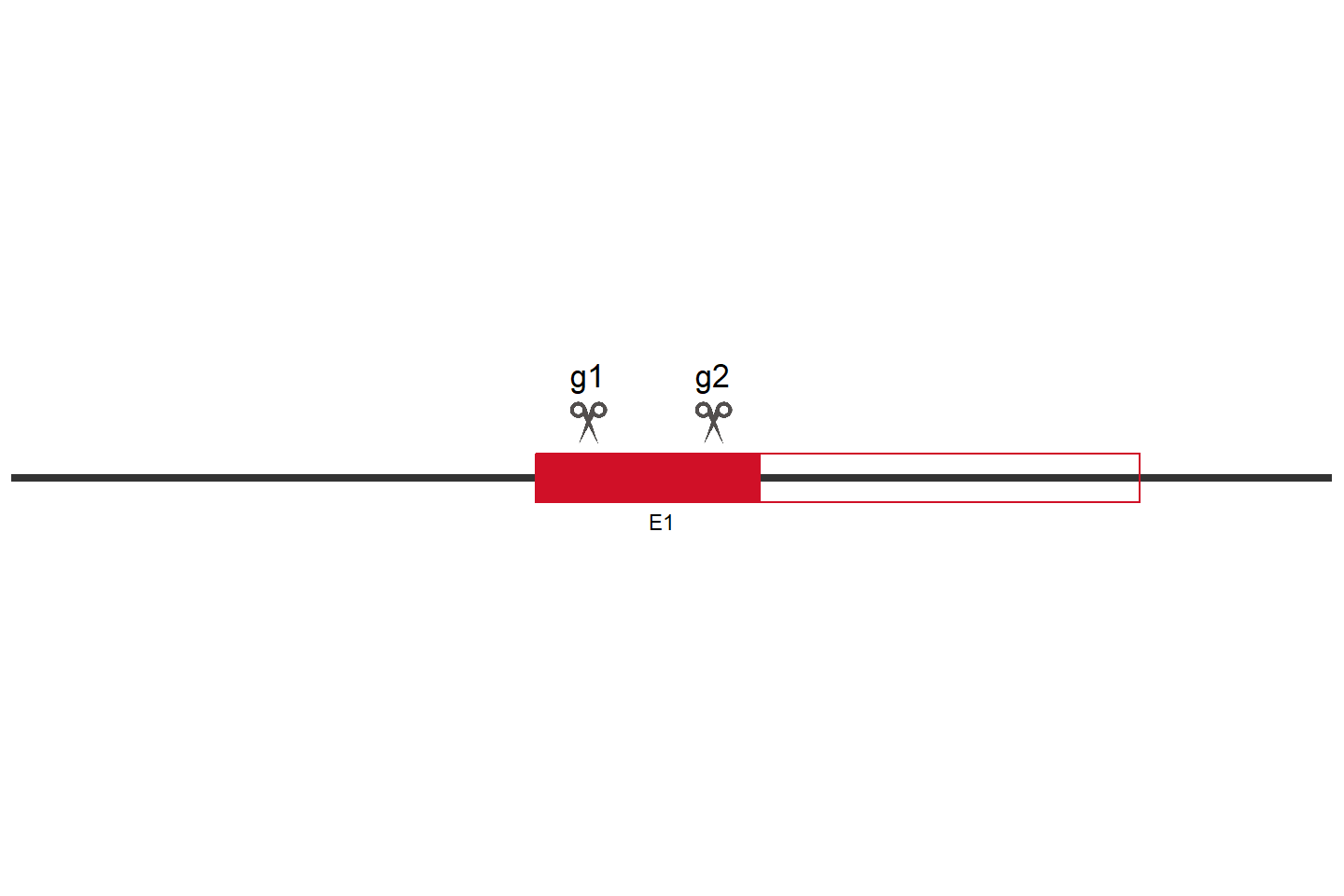 GYS1 Knockout cell line (HeLa) Target region