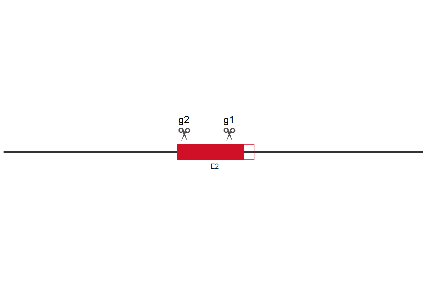 NRAS Knockout cell line (A549) Target region