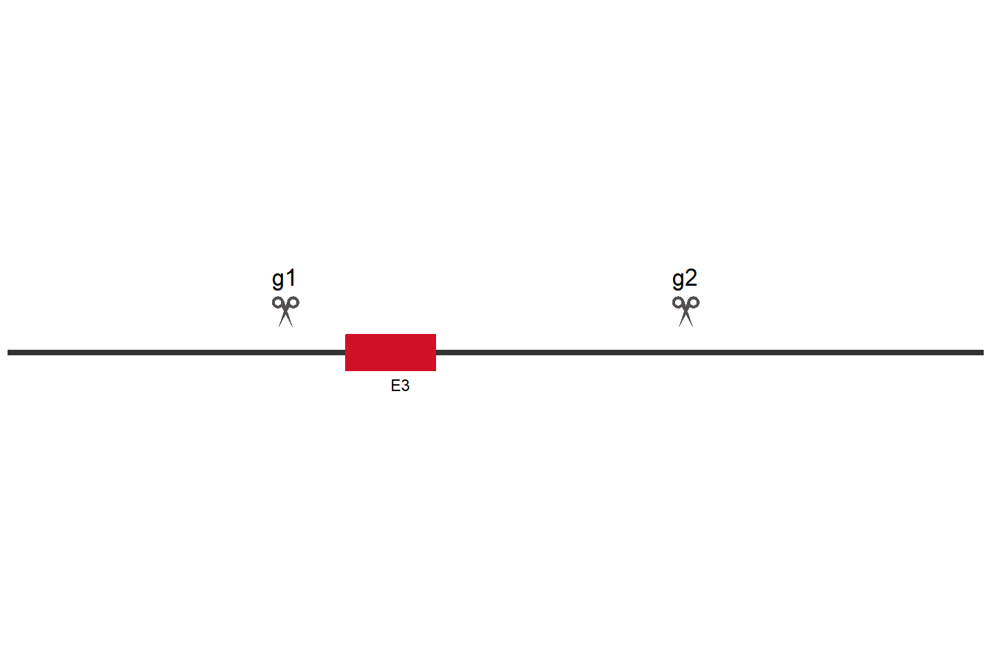 RICTOR Knockout cell line (A549) Target region