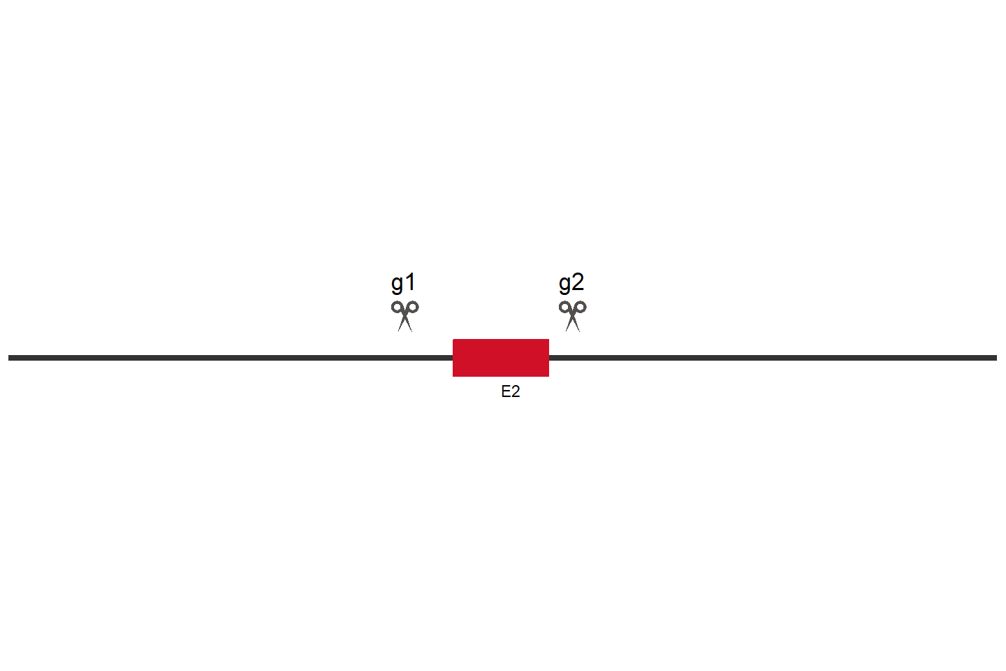 GNAS Knockout cell line (A549) Target region