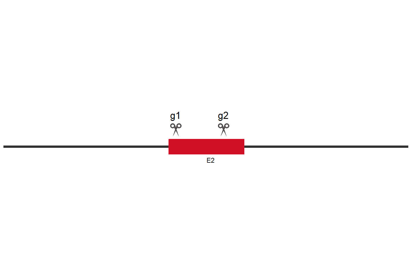 PPP1CC Knockout cell line (A549) Target region