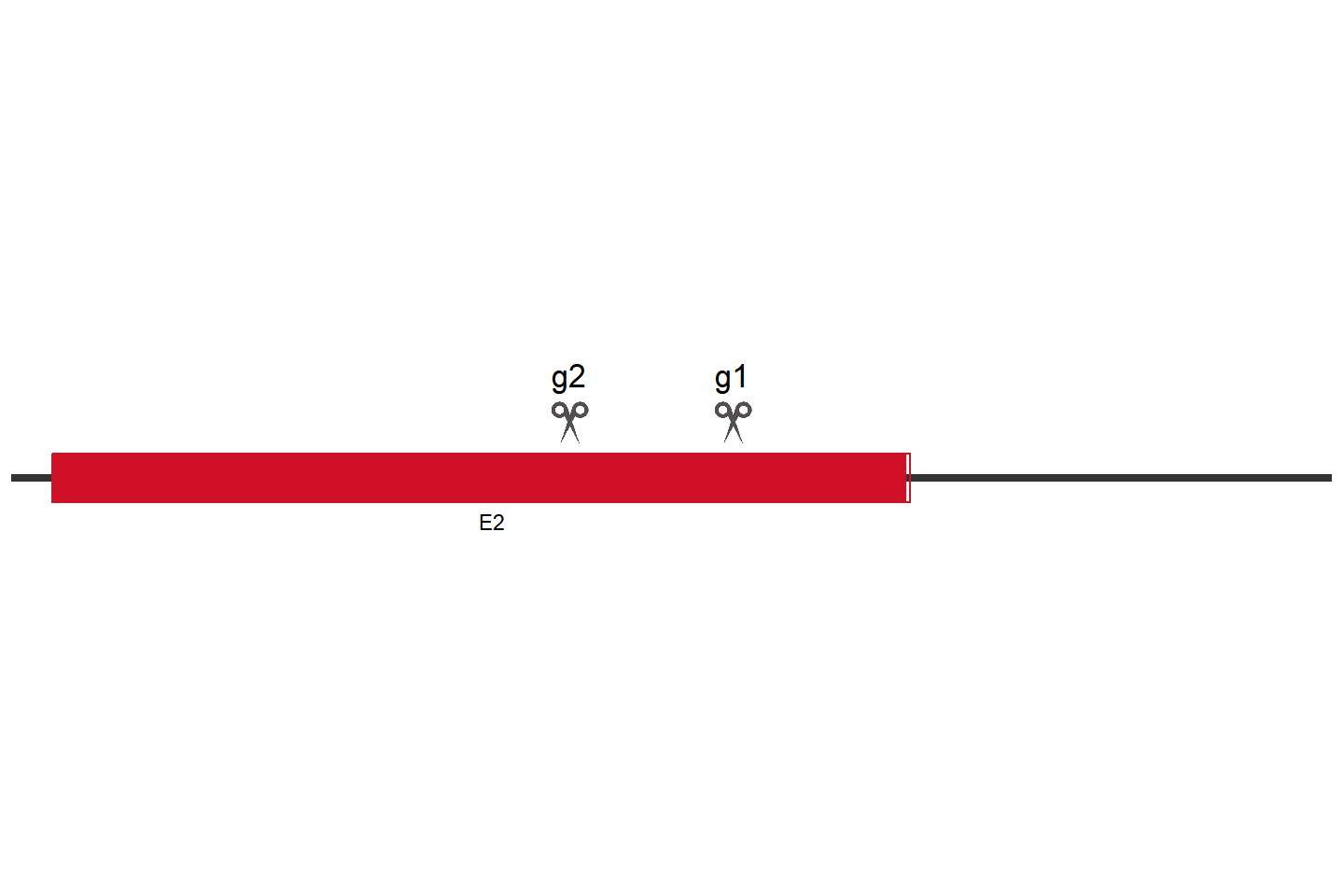 MLKL Knockout cell line (A549) Target region