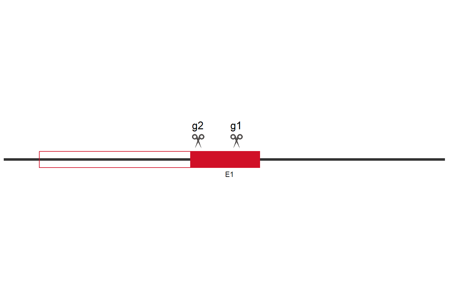 MMP14 Knockout cell line (A549) Target region