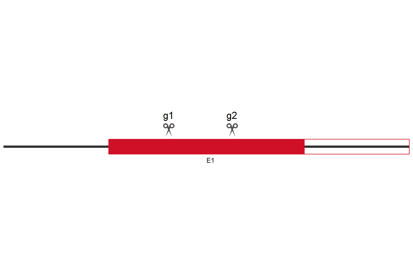 EGLN3 Knockout cell line (A549) Target region