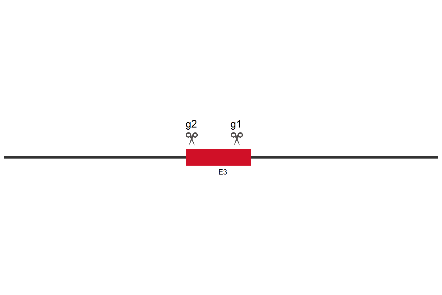 ARAF Knockout cell line (A549) Target region