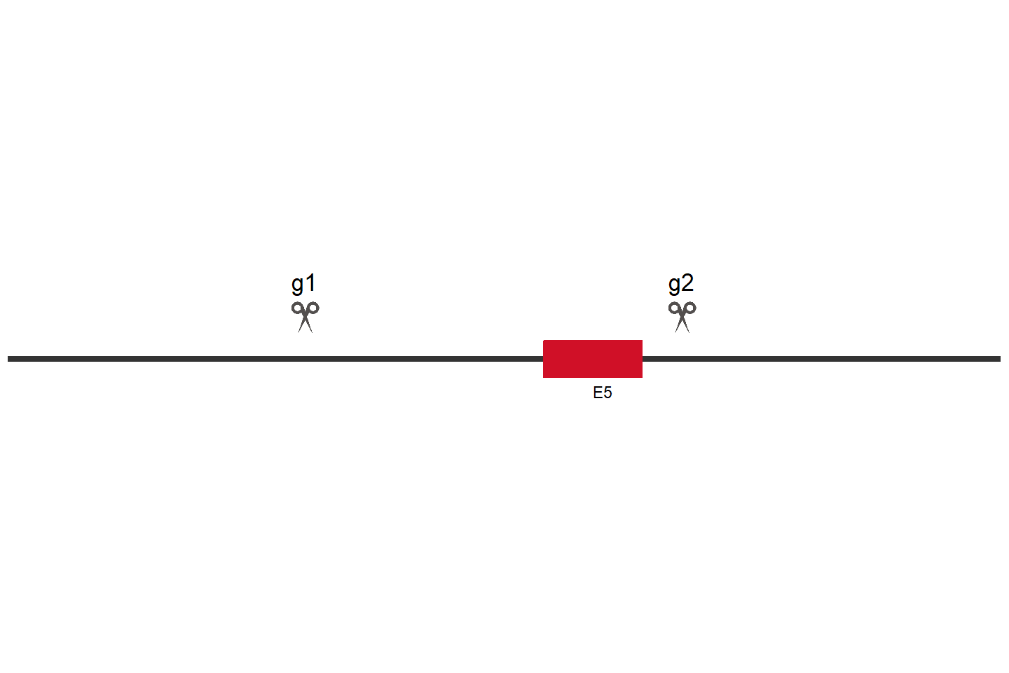 SRC Knockout cell line (HEK293) Target region