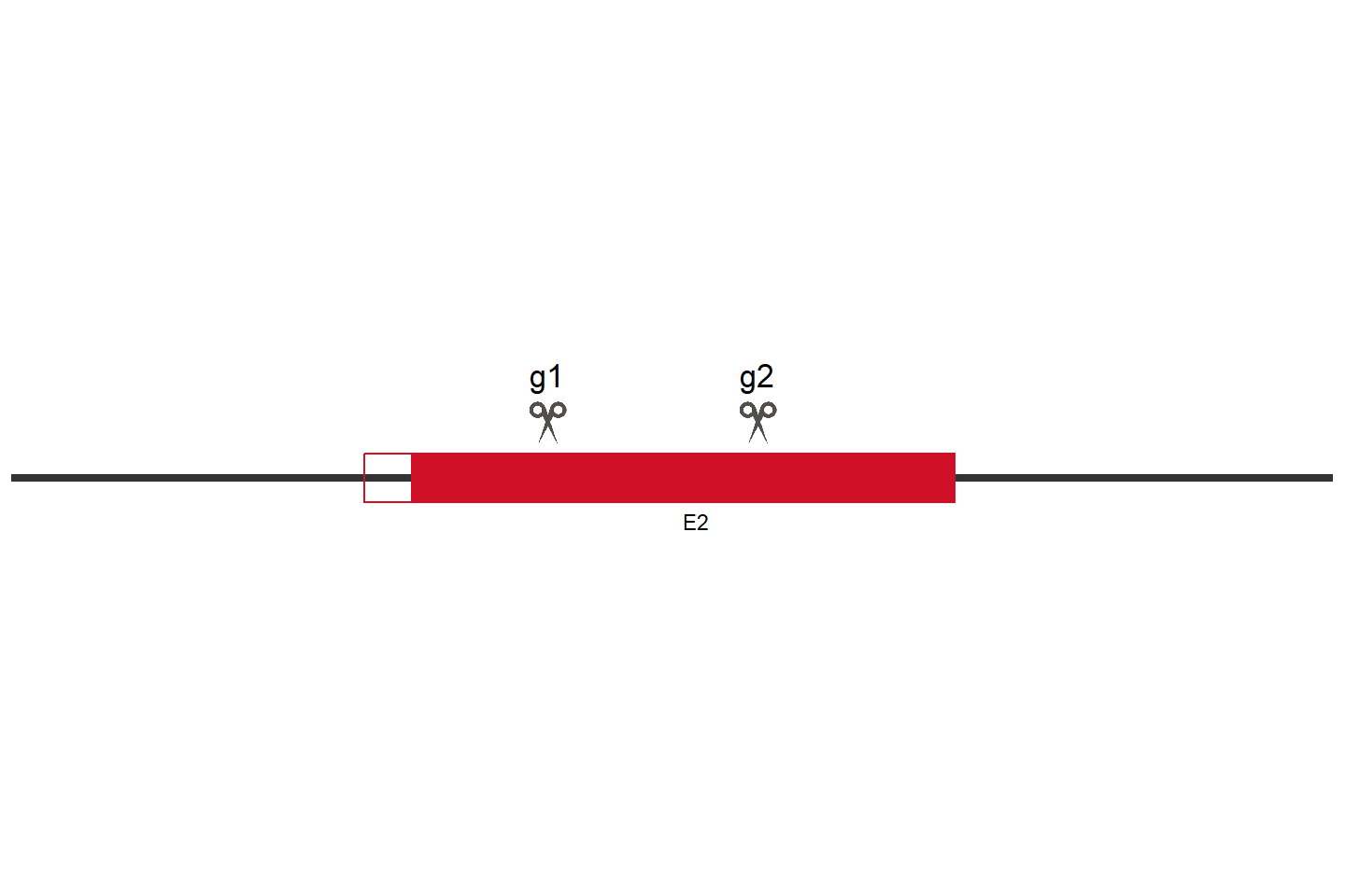 CASP8 Knockout cell line (HEK293) Target region