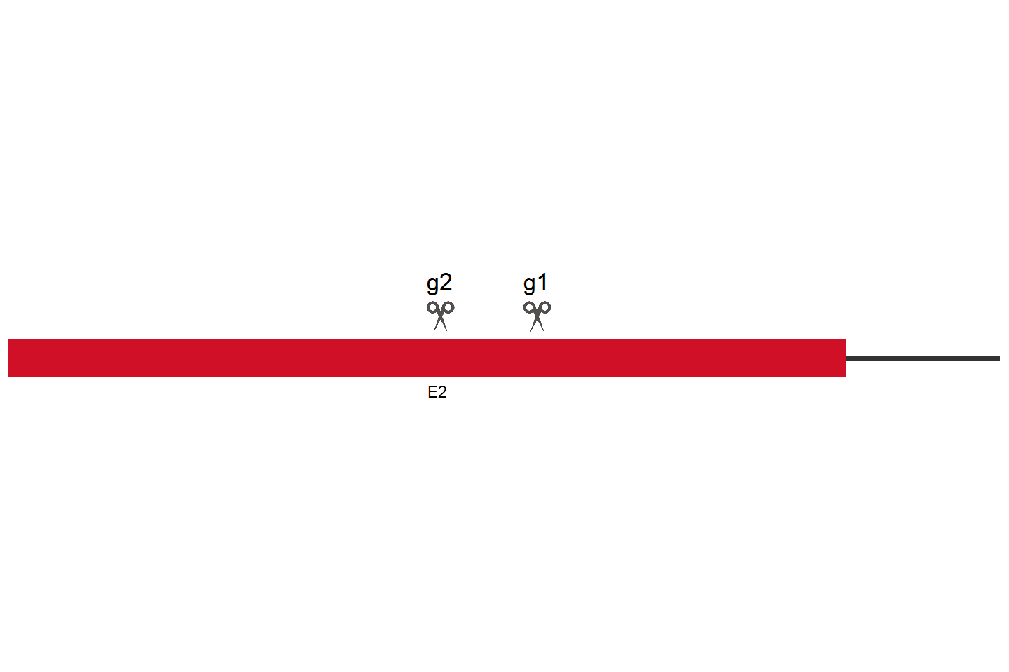 CXCR4 Knockout cell line (HEK293) Target region