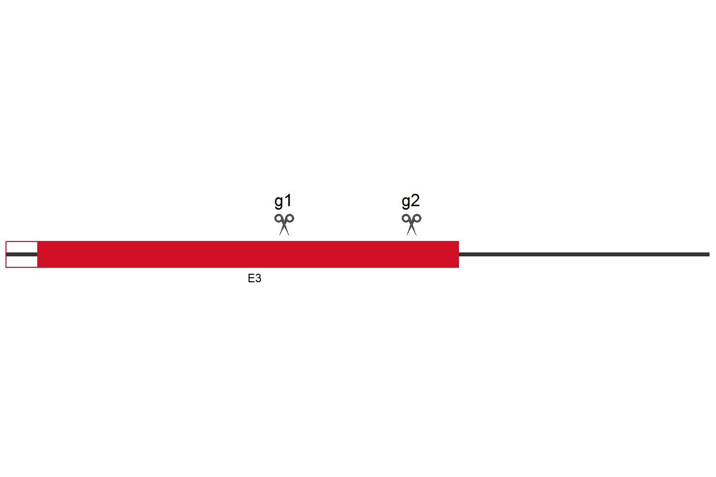 SGMS2 Knockout cell line (HEK293) Target region