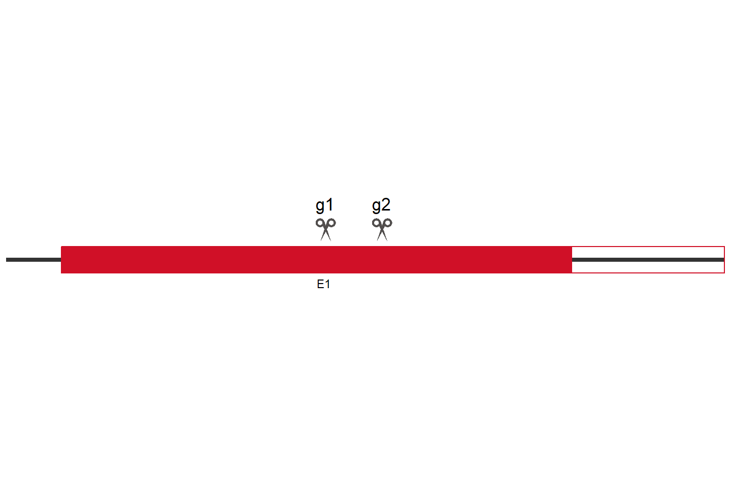 WDR24 Knockout cell line (HCT 116) Target region