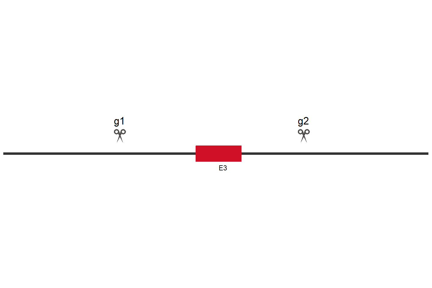 LDHA Knockout cell line (HCT 116) Target region