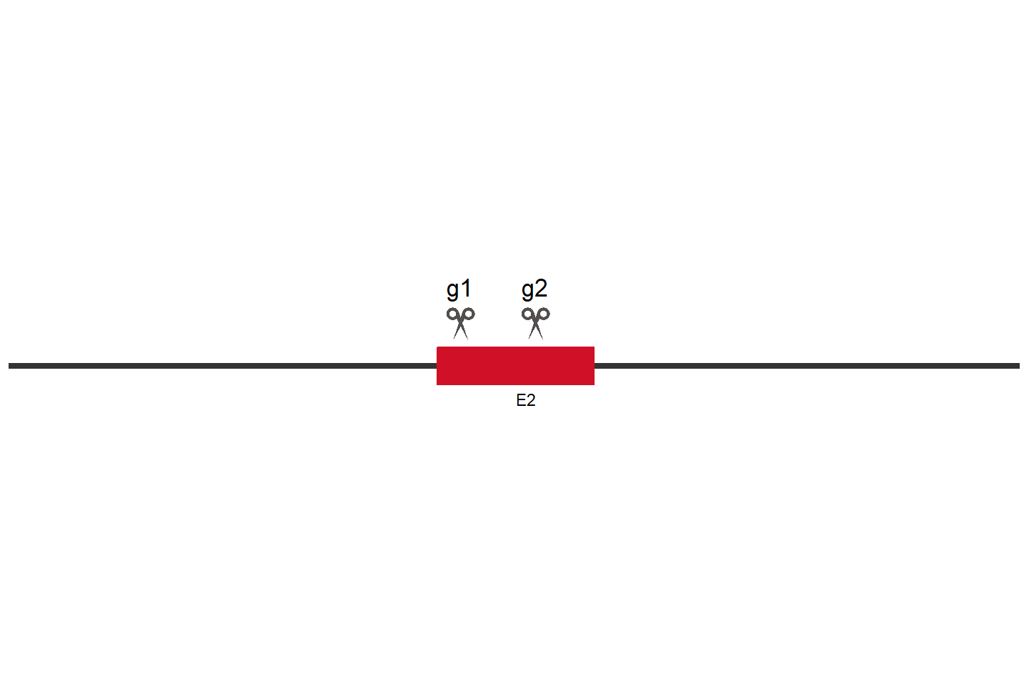 USP7 Knockout cell line (HCT 116) Target region