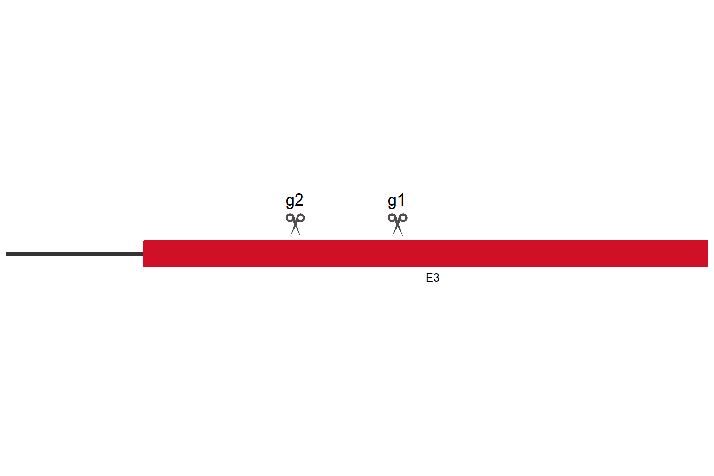 TLR4 Knockout cell line (HeLa) Target region