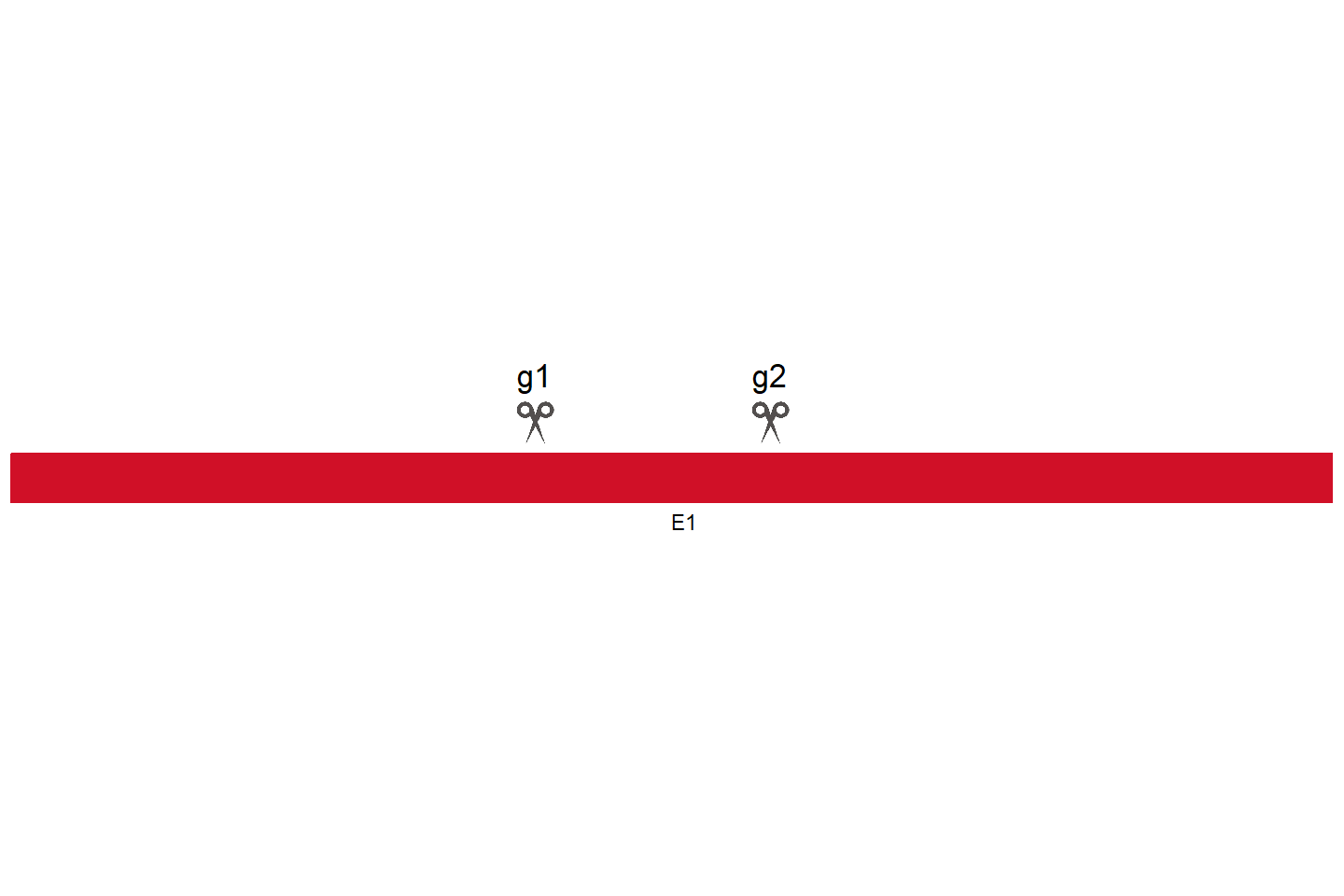 EGLN1 Knockout cell line (HeLa) Target region