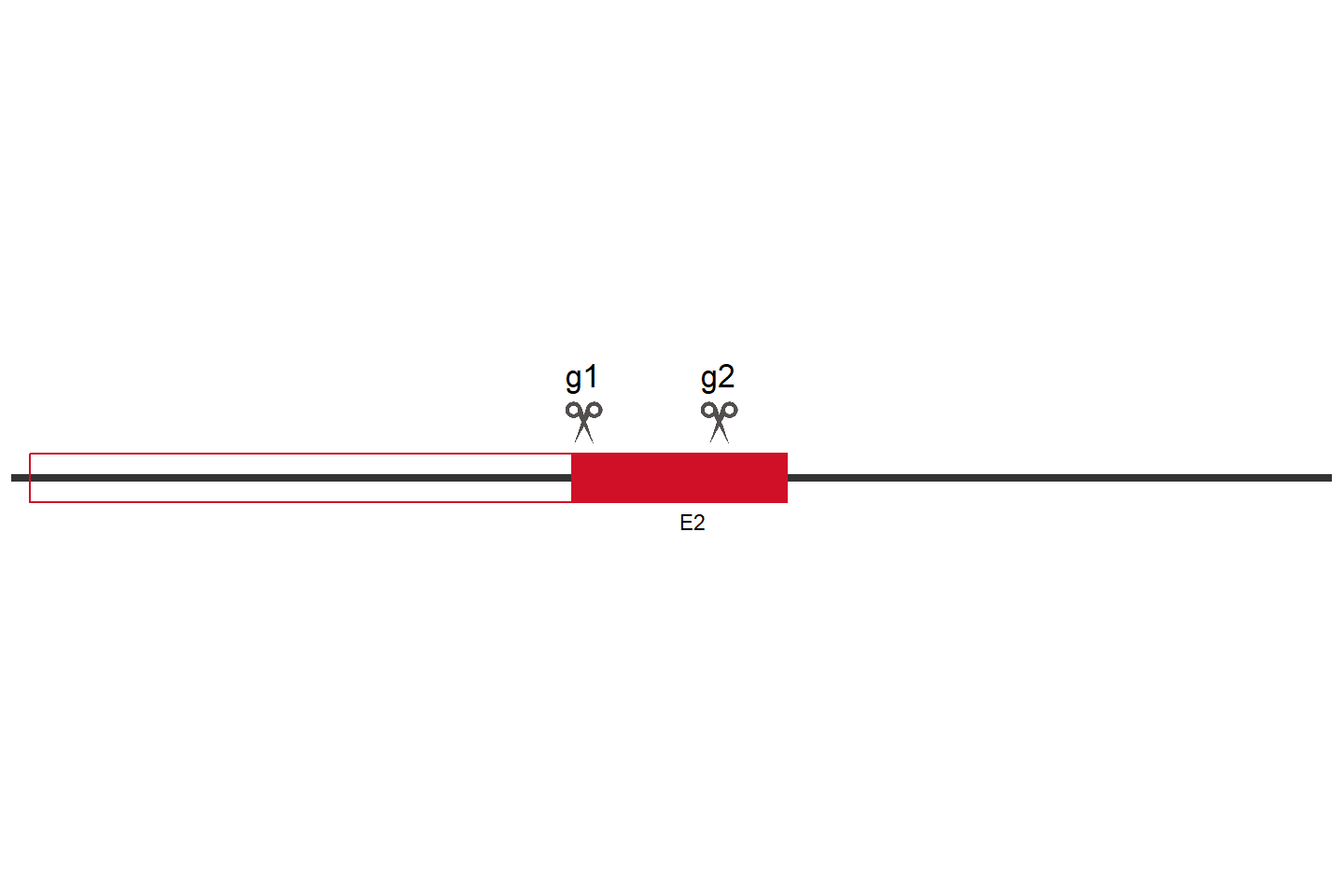 PPIP5K2 Knockout cell line (HeLa) Target region