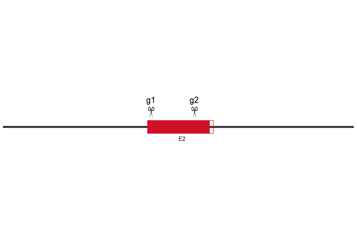 FASN Knockout cell line (THP-1) Target region