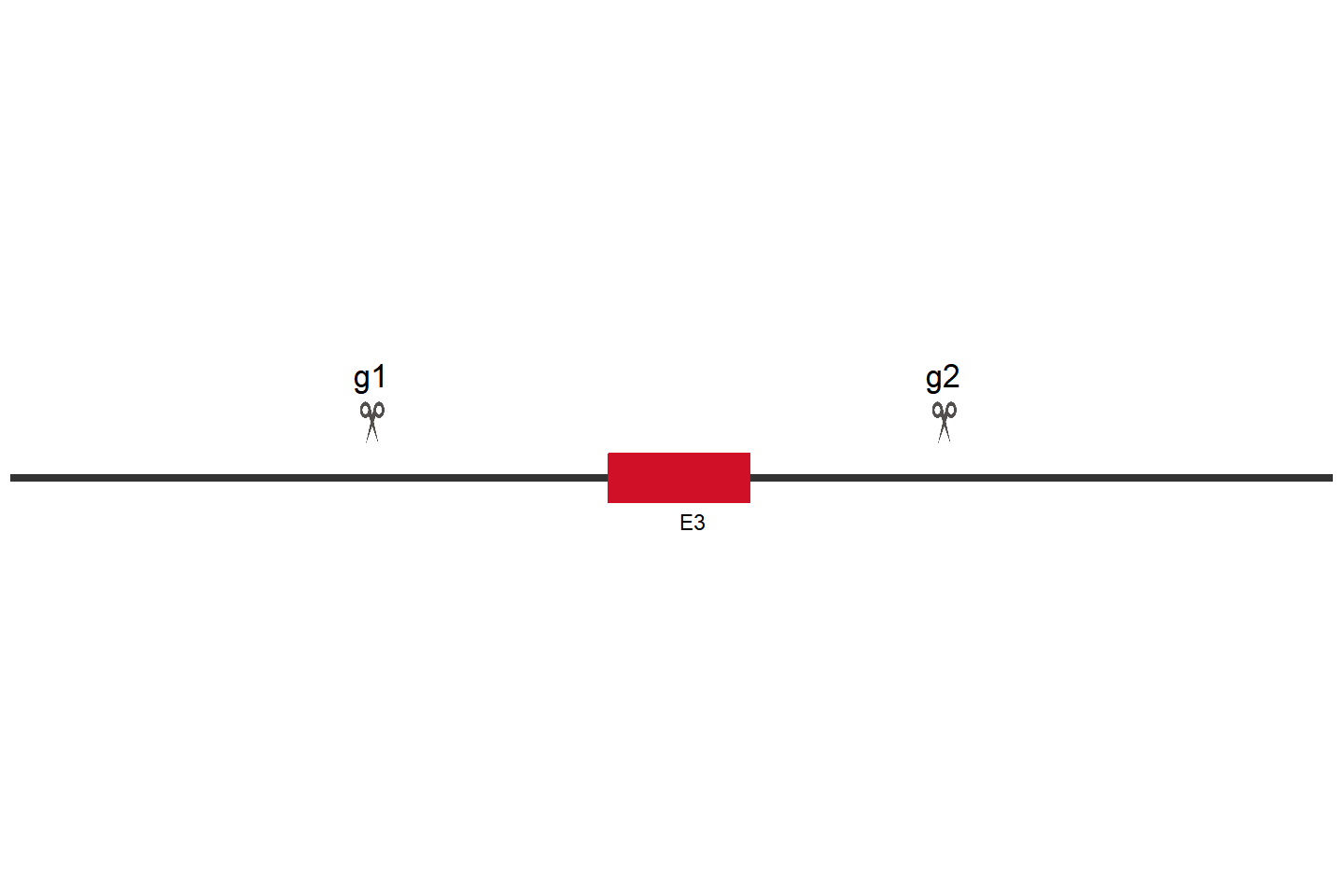 LDHA Knockout cell line (THP-1) Target region