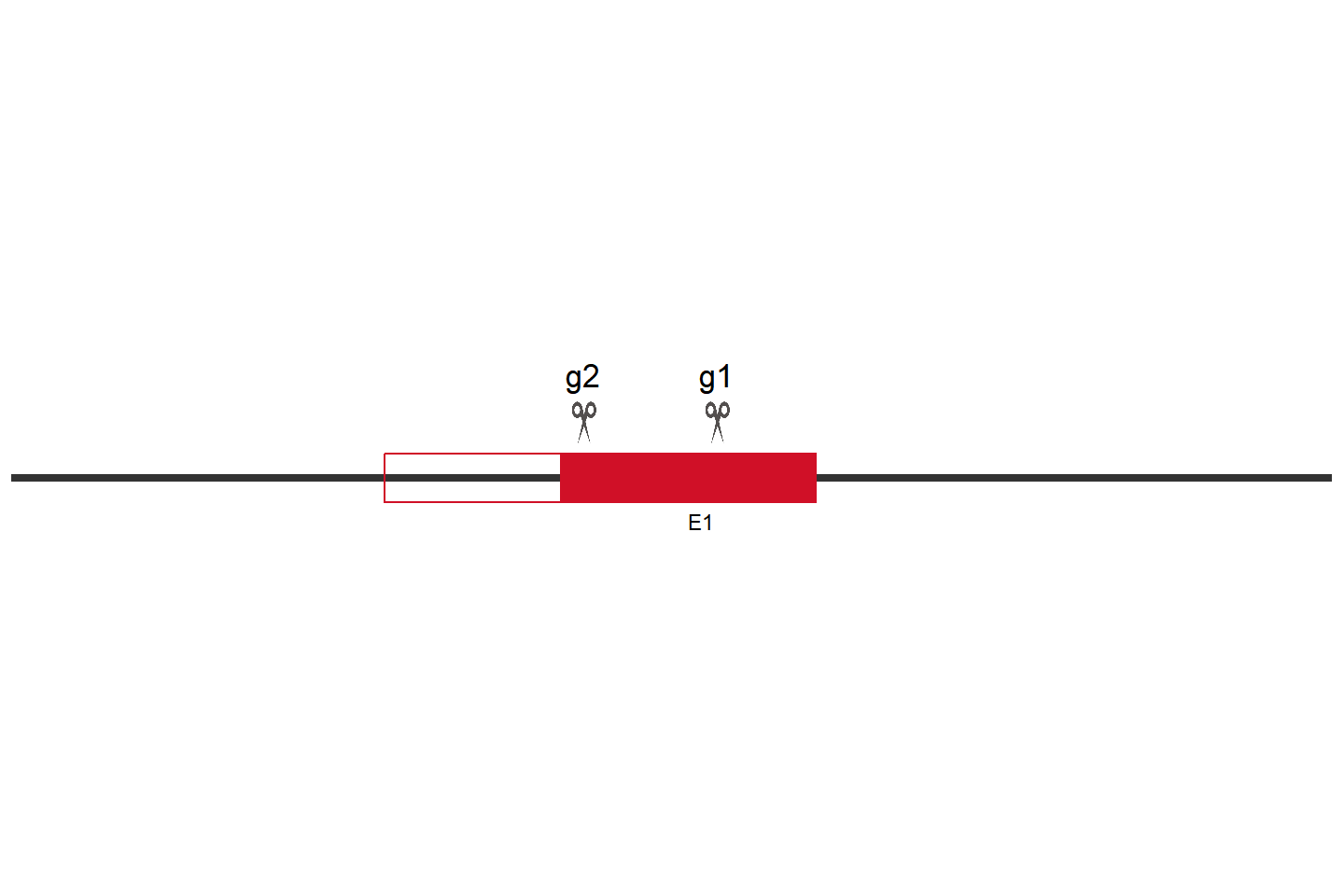 AIMP2 Knockout cell line (THP-1) Target region