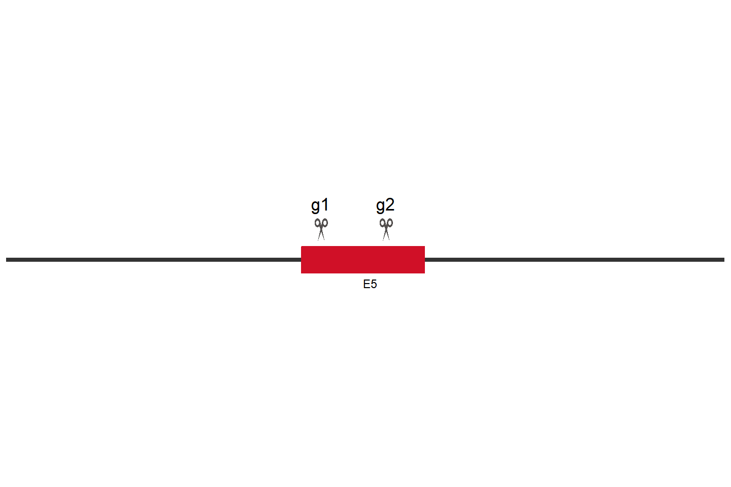 PDCD10 Knockout cell line (THP-1) Target region