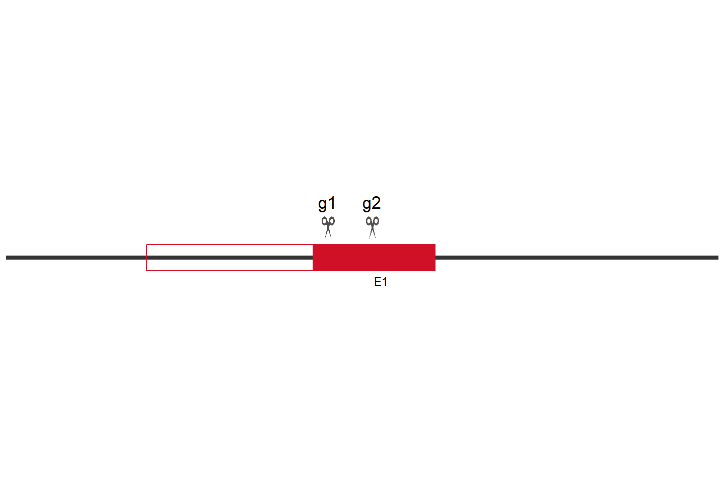 ATG16L1 Knockout cell line (THP-1) Target region