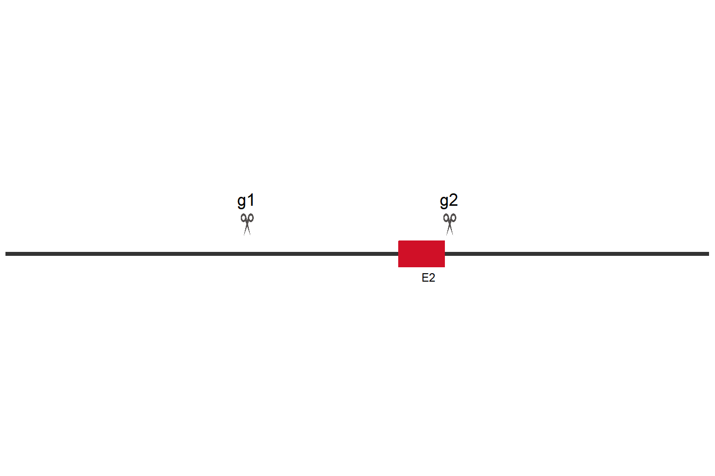 CCDC138 Knockout cell line (THP-1) Target region