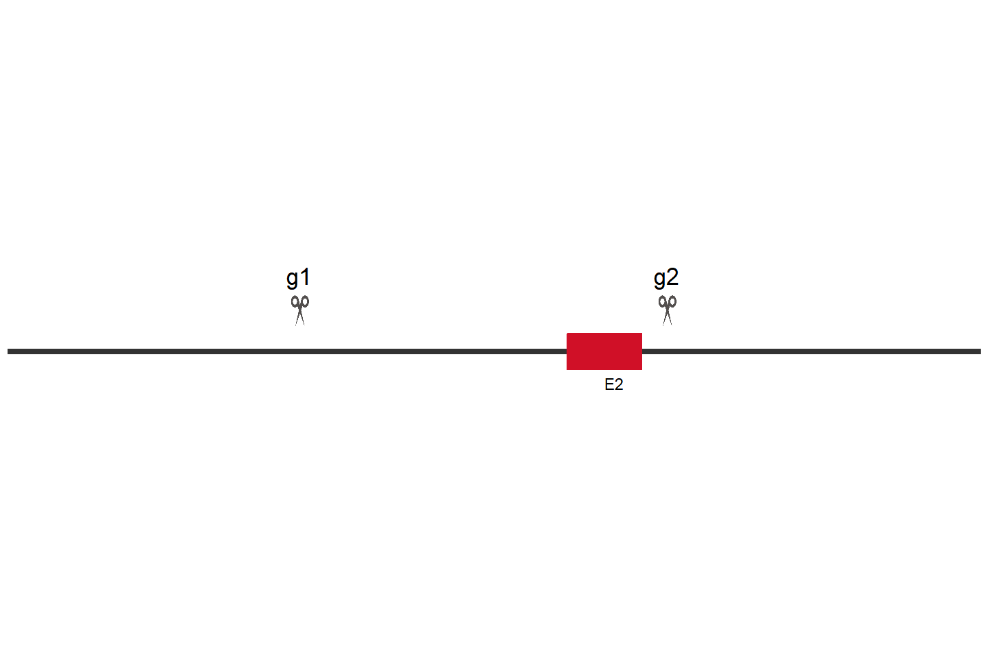 GRK2 Knockout cell line (THP-1) Target region