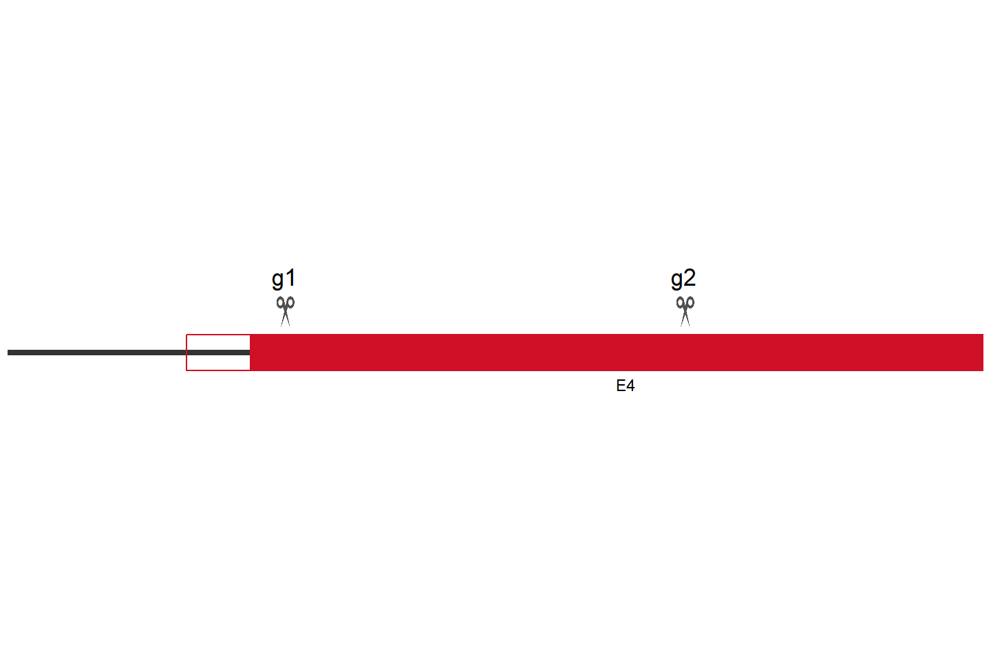 GPR160 Knockout cell line (THP-1) Target region