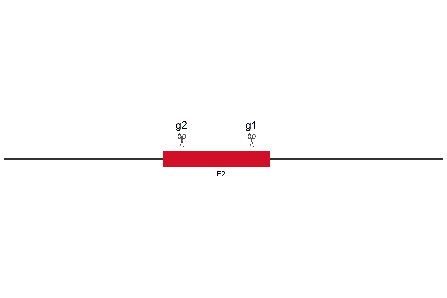 SMIM3 Knockout cell line (THP-1) Target region