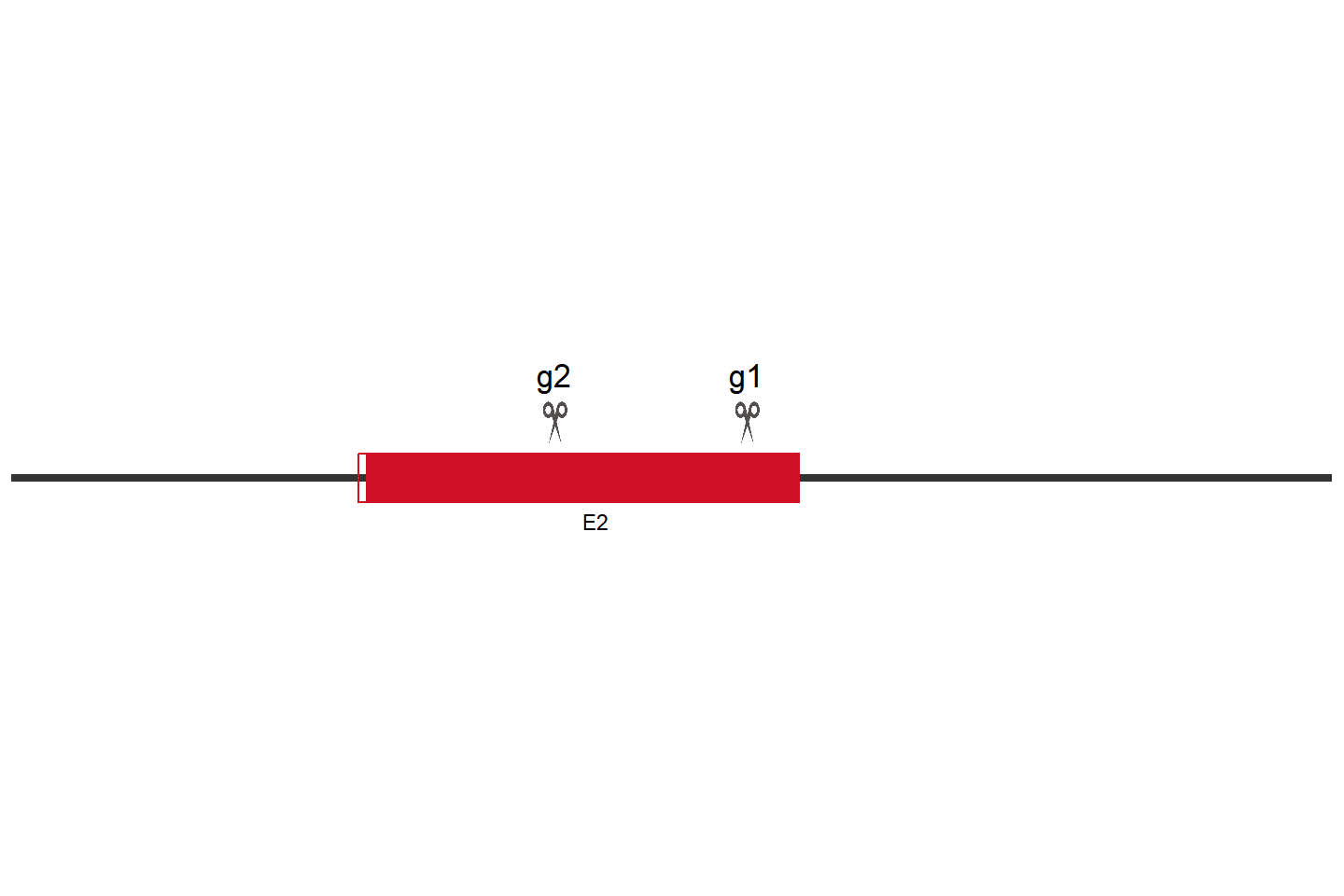 ATF3 Knockout cell line (Hep G2) Target region