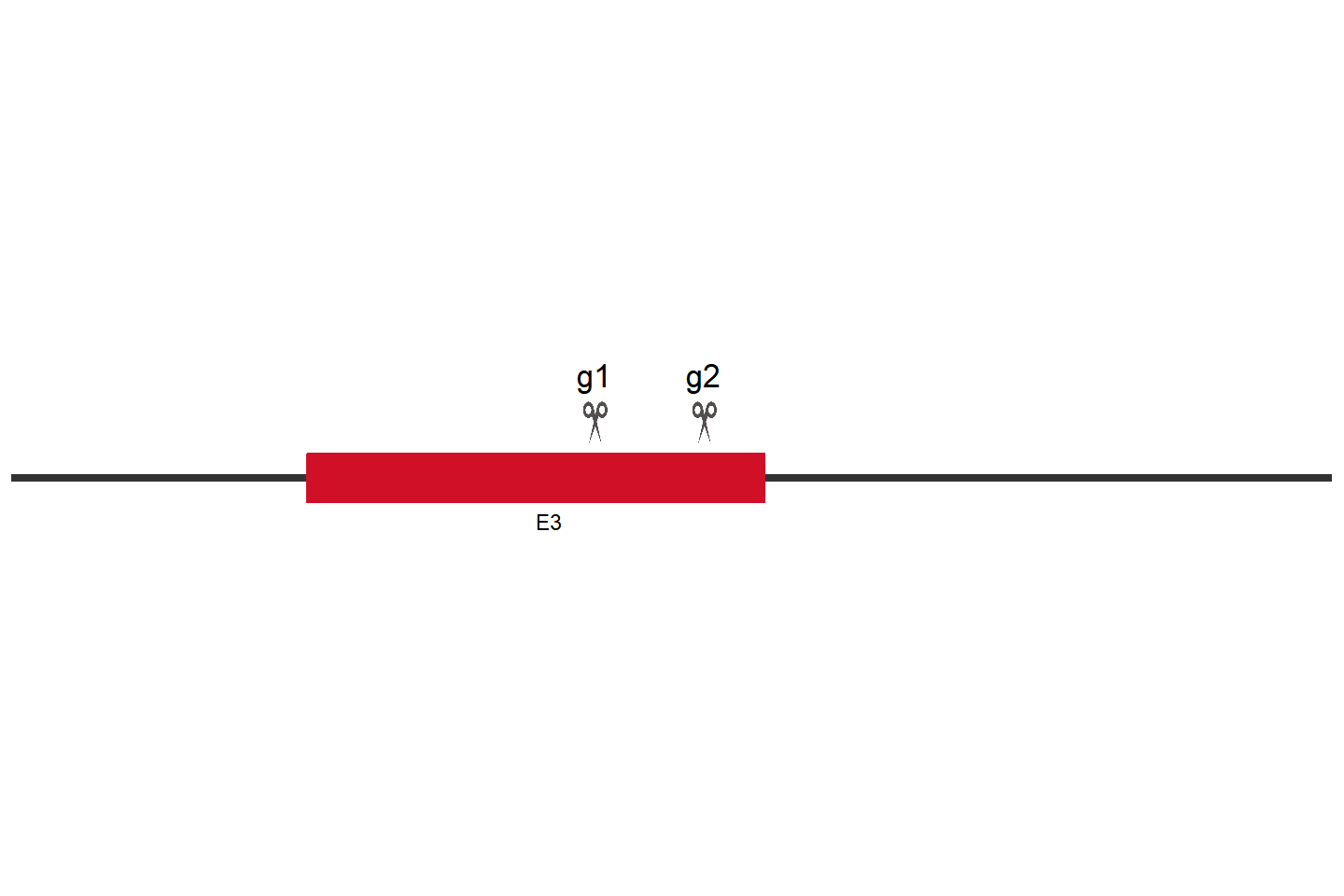 PLSCR3 Knockout cell line (Hep G2) Target region