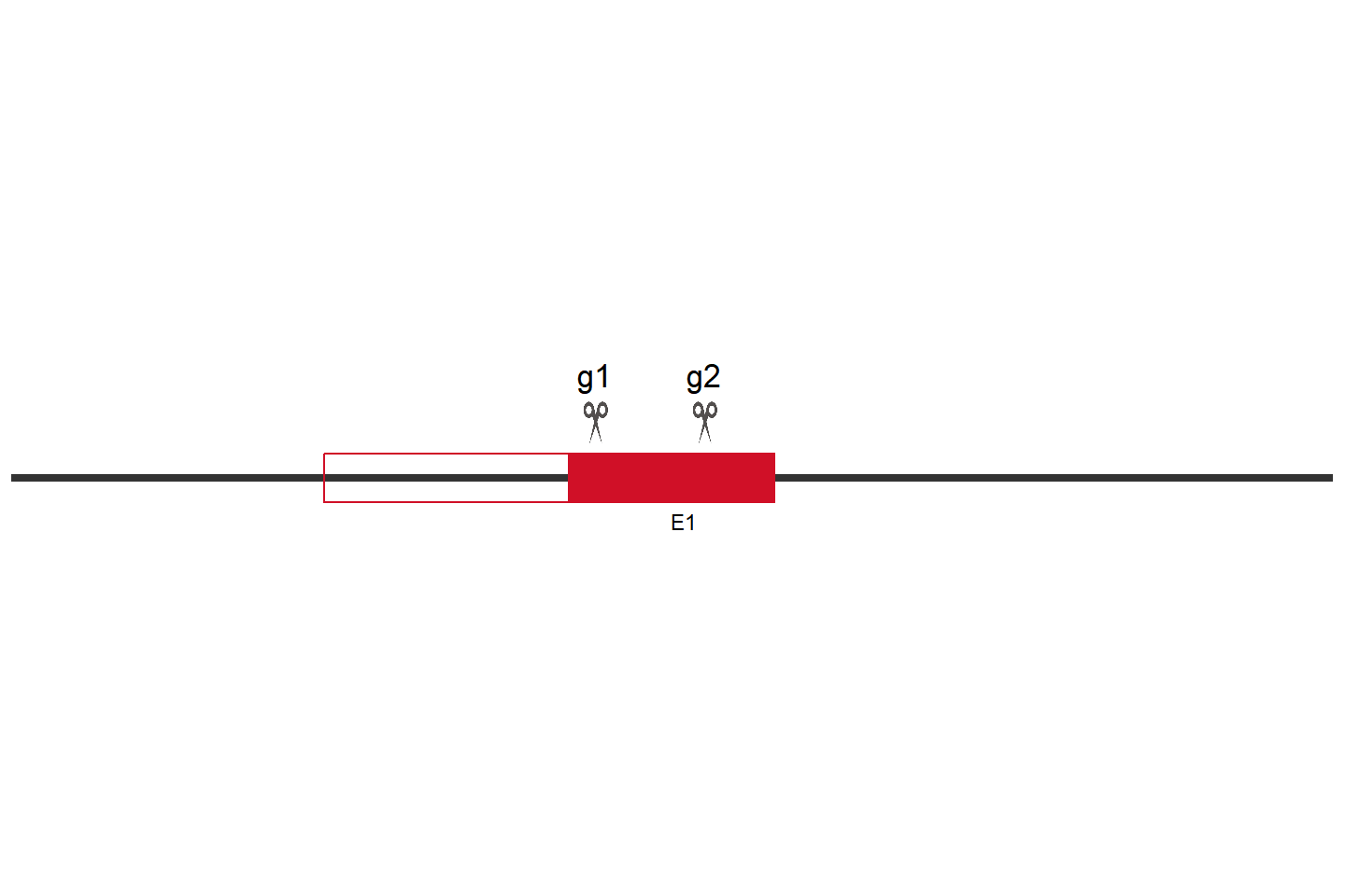 WWOX Knockout cell line (Hep G2) Target region