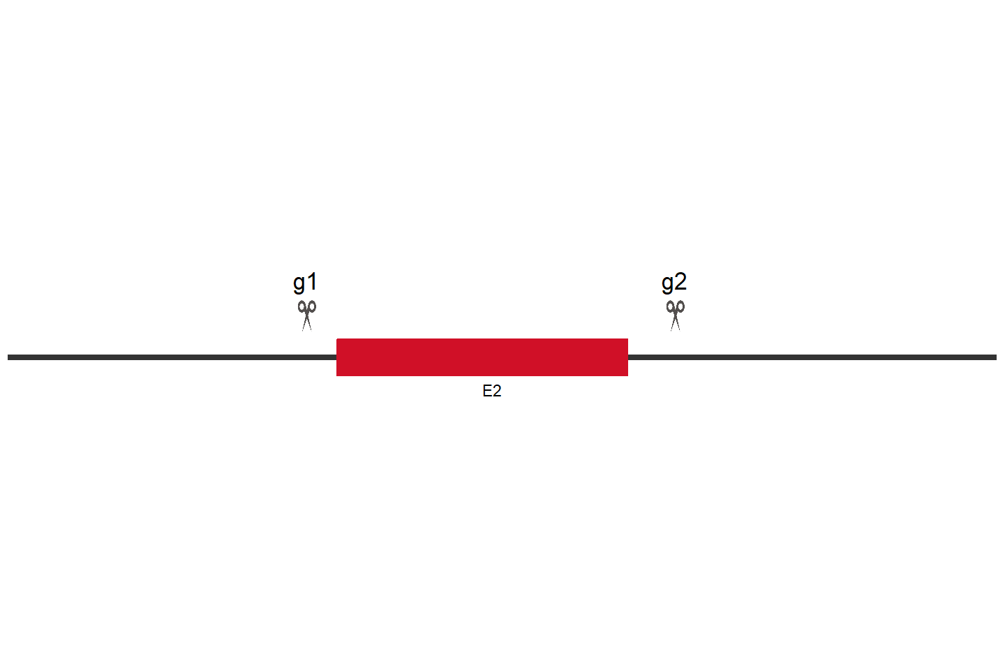 TRIB1 Knockout cell line (Hep G2) Target region