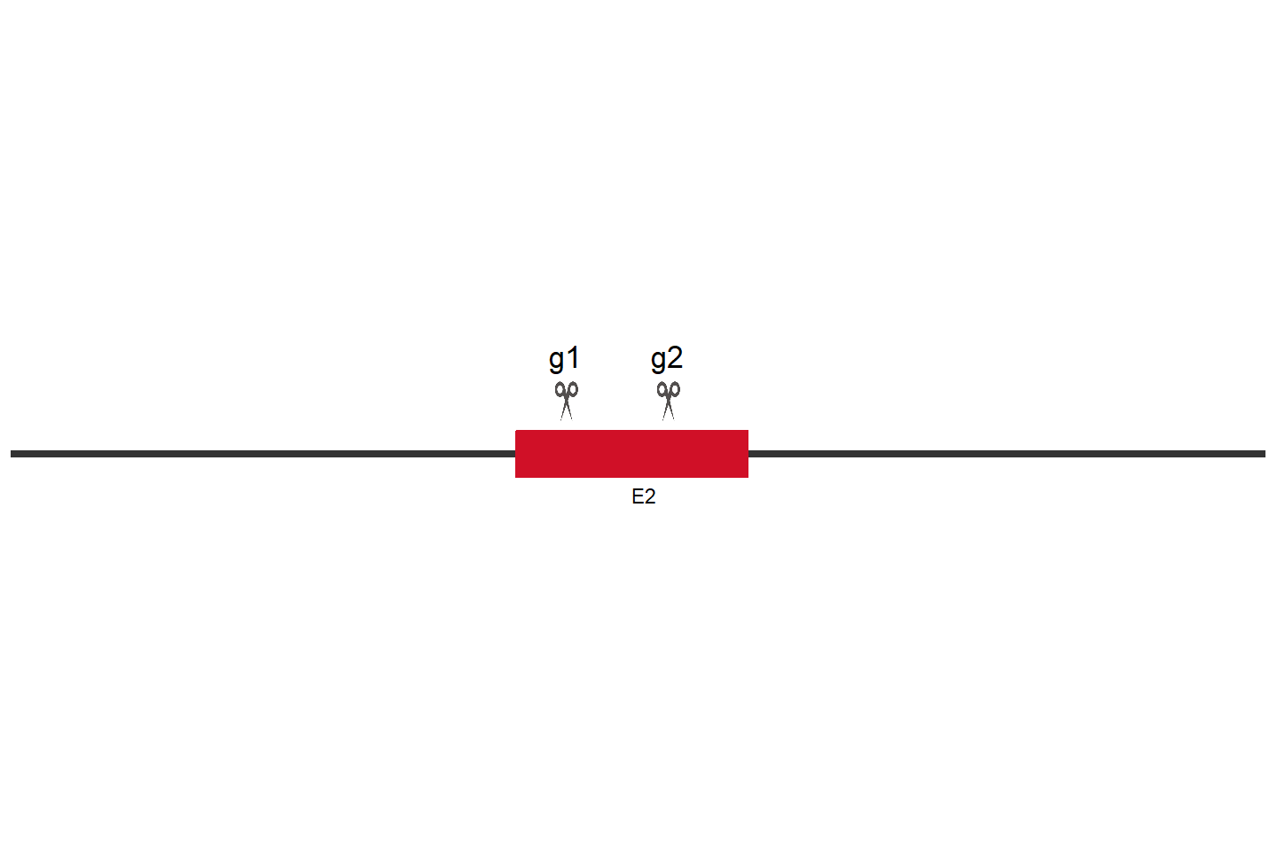 SPAG5 Knockout cell line (Hep G2) Target region