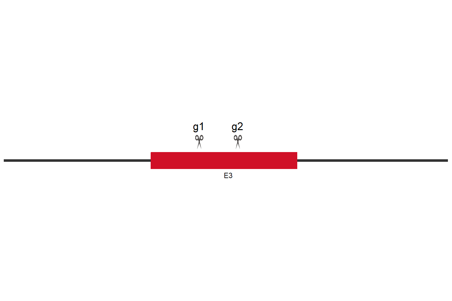 RBFOX2 Knockout cell line (Hep G2) Target region