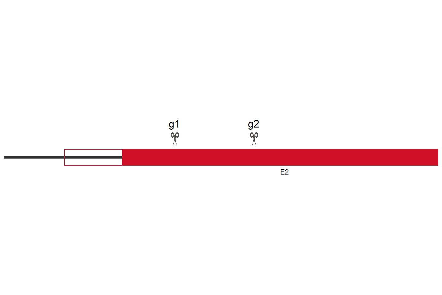 TPST1 Knockout cell line (Hep G2) Target region