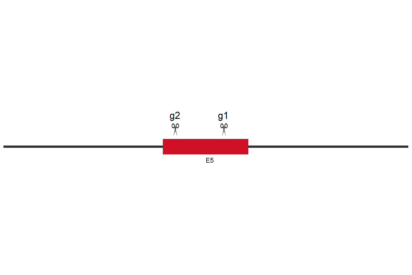 SHFL Knockout cell line (Hep G2) Target region