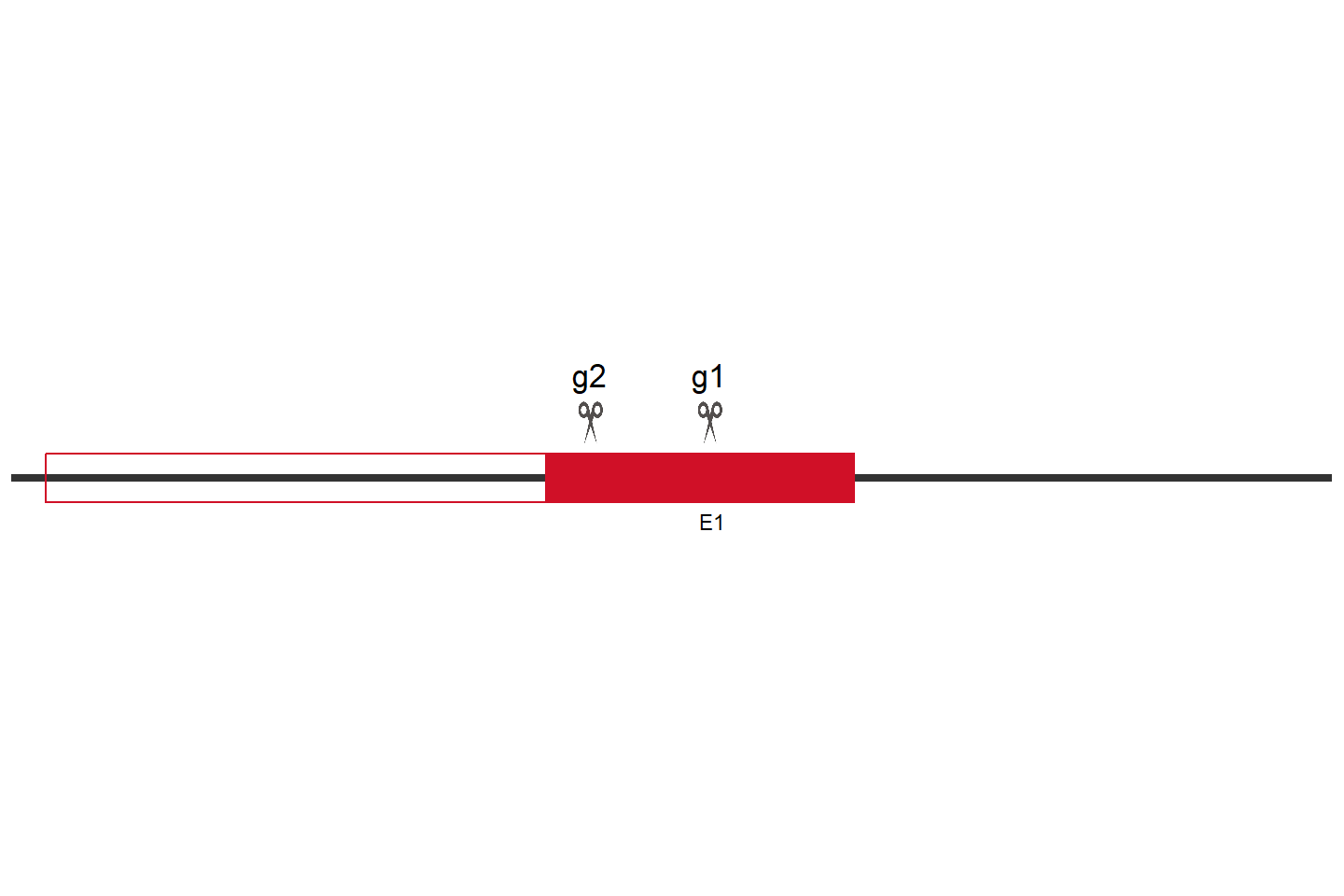 DVL3 Knockout cell line (Hep G2) Target region