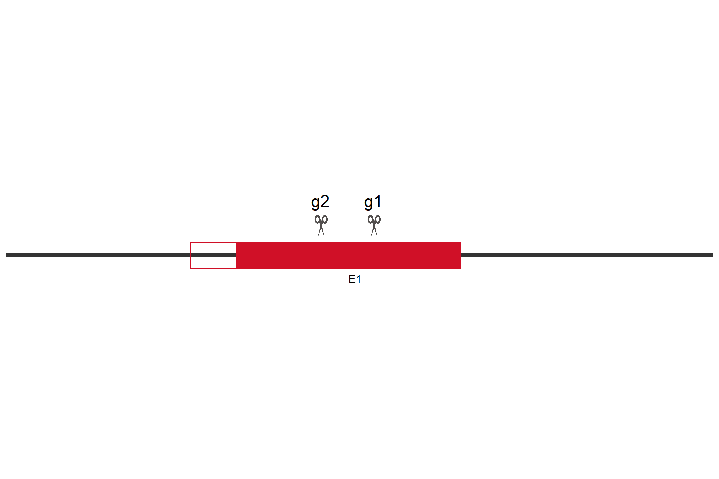 MYG1 Knockout cell line (Hep G2) Target region