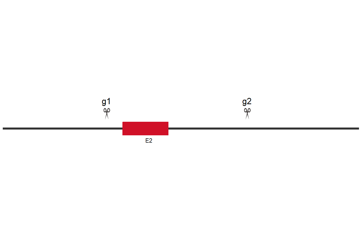 RBKS Knockout cell line (Hep G2) Target region