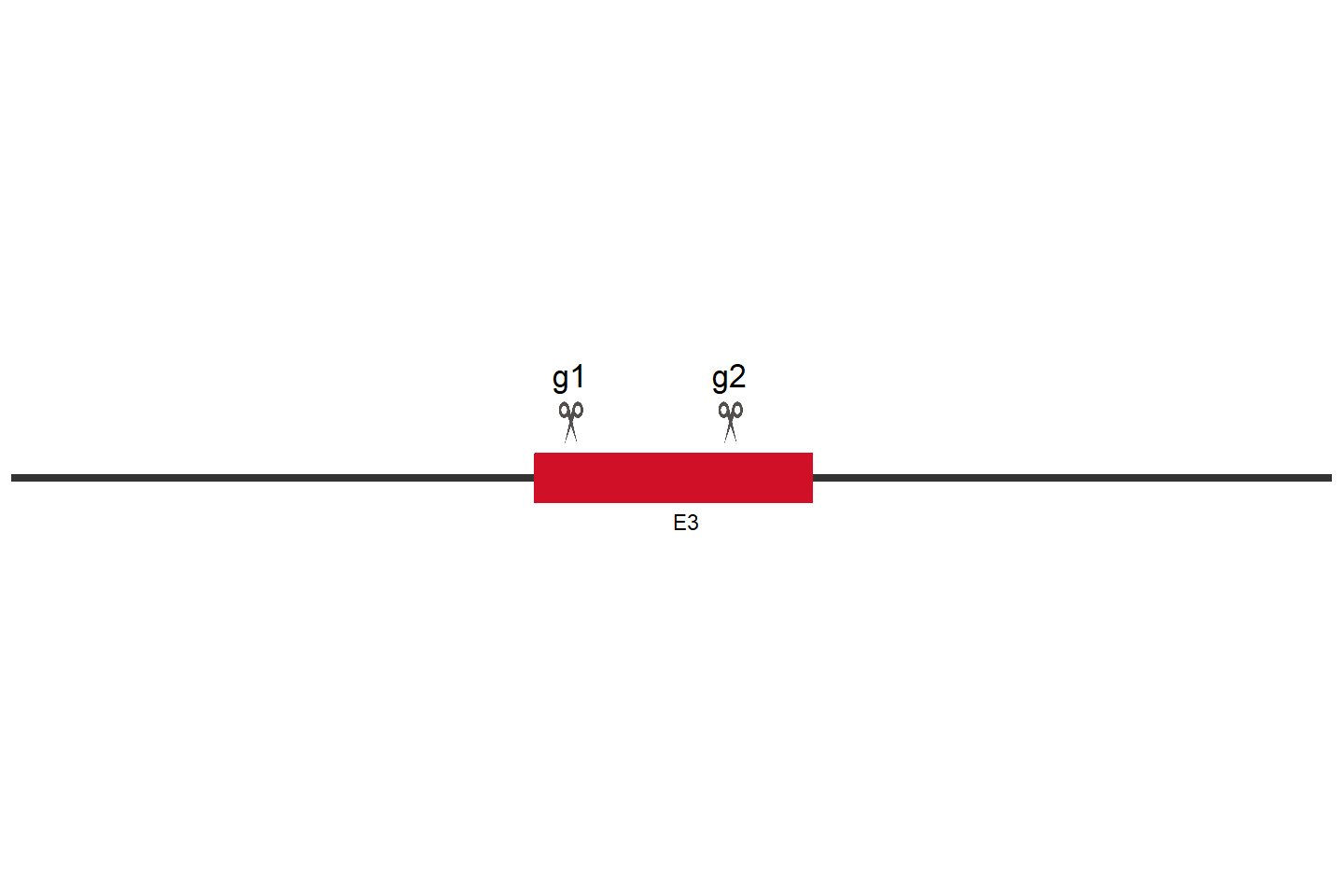 VPS26C Knockout cell line (Hep G2) Target region